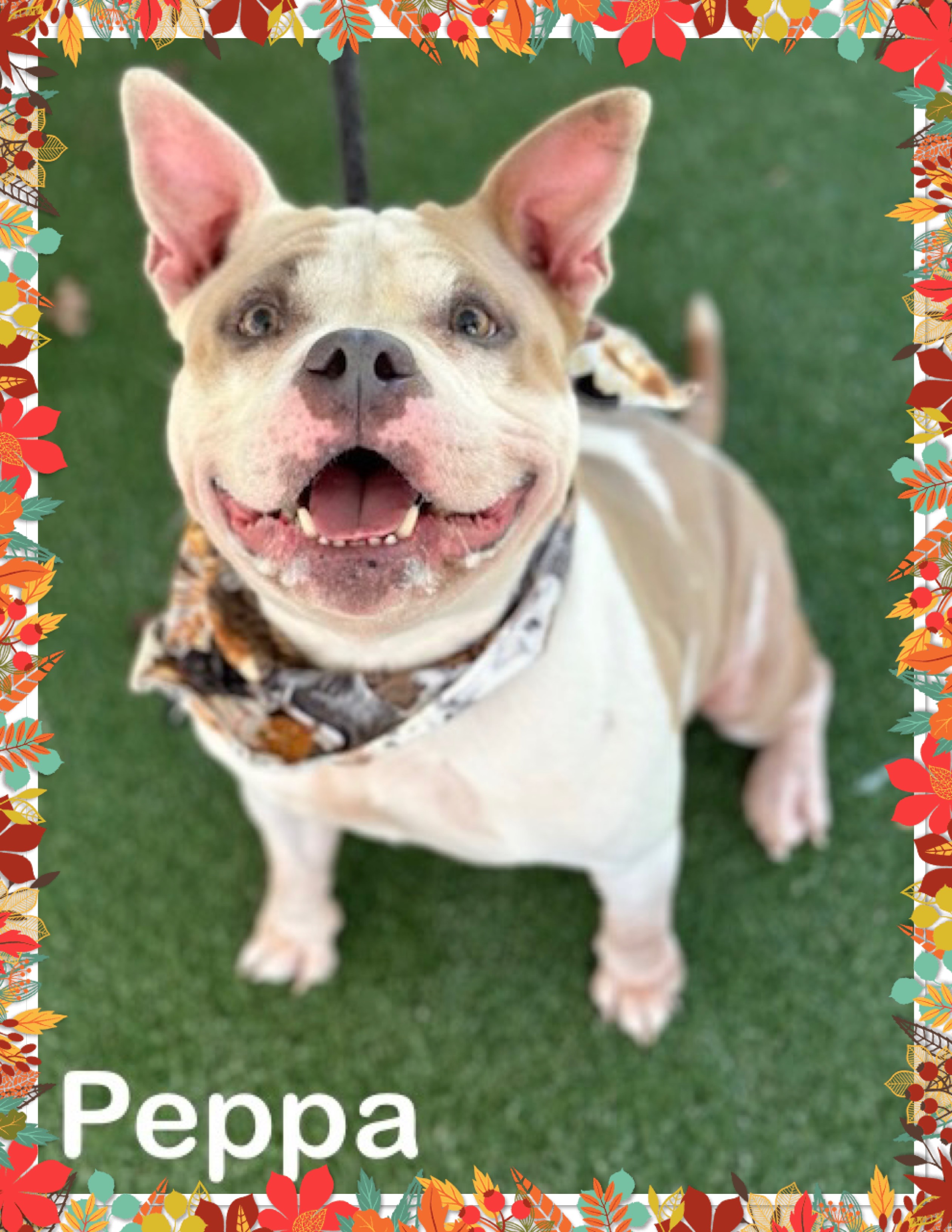 Dog for adoption PEPPA, a French Bulldog Mix in Marietta, GA Petfinder