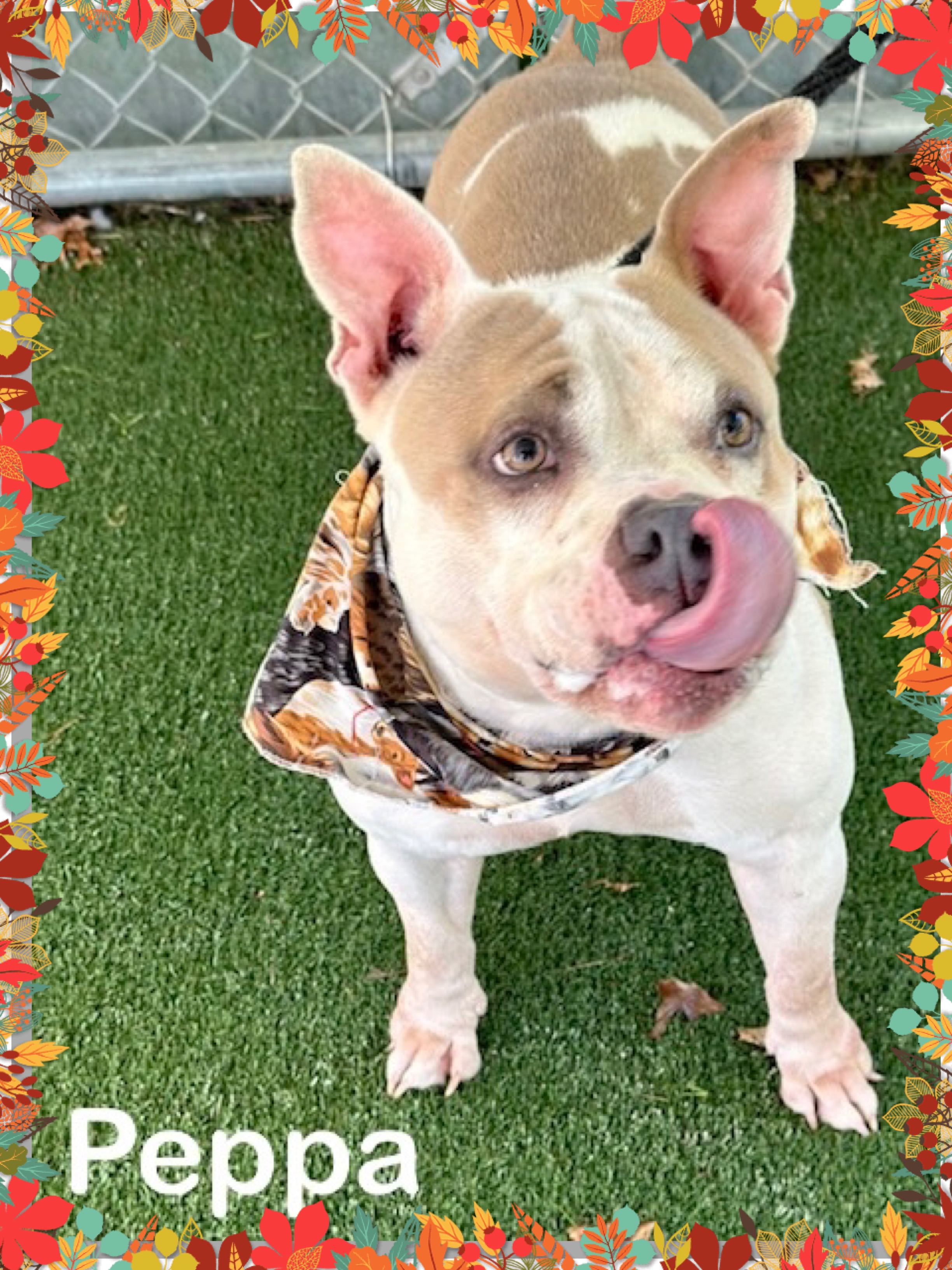 Dog for adoption PEPPA, a French Bulldog Mix in Marietta, GA Petfinder