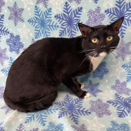Adobe, Adoptable, Adult Male Domestic Short Hair & Domestic Short Hair.