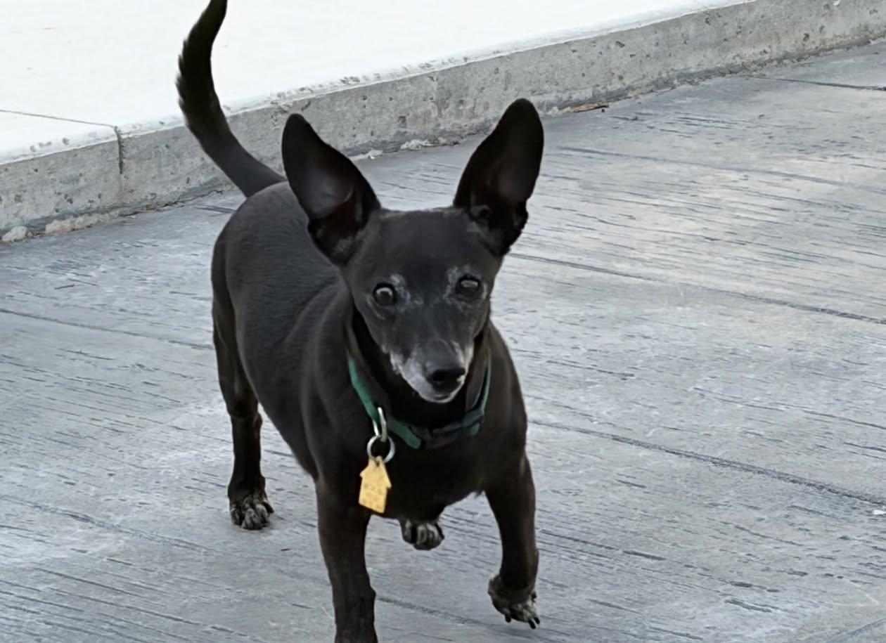 Enlarge Buddy, a Adopted mixed breed in Celina, OH image 2/6