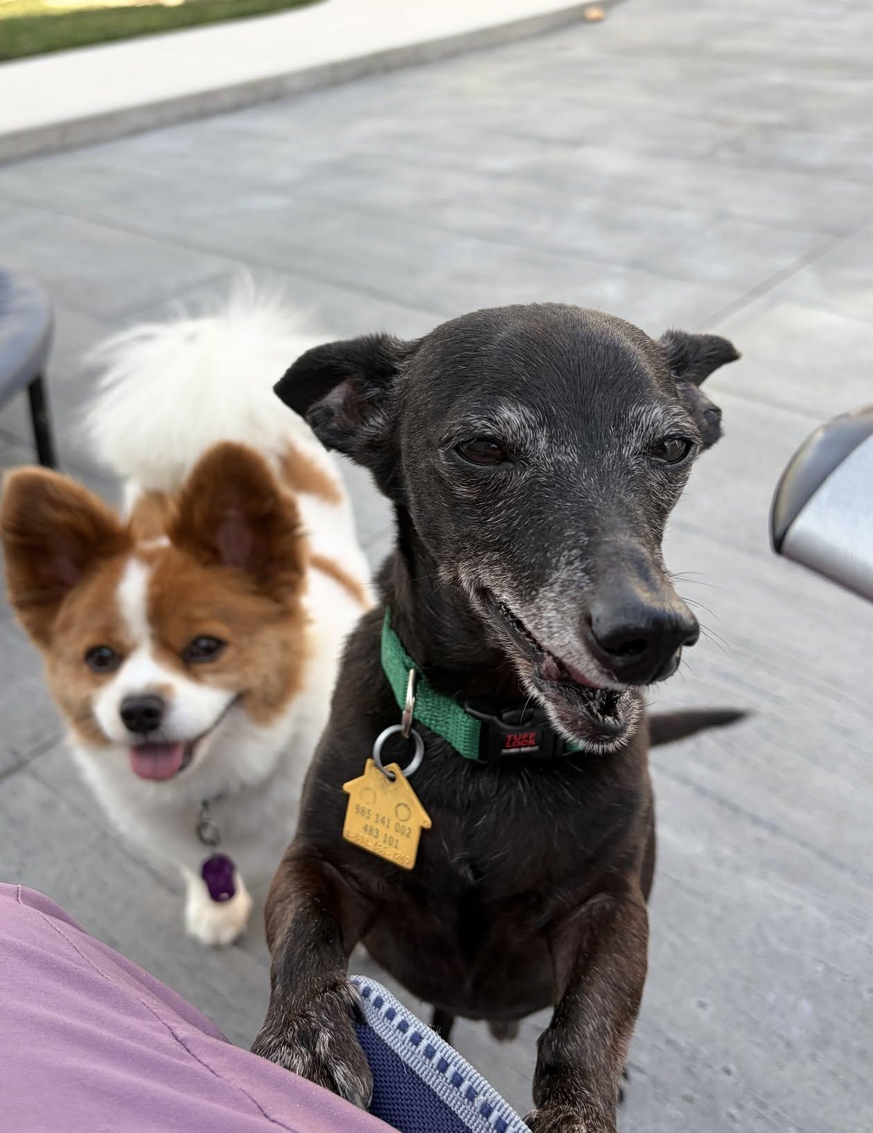 Enlarge Buddy, a Adopted mixed breed in Celina, OH image 4/6