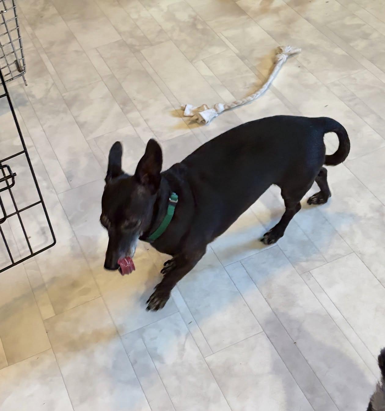 Enlarge Buddy, a Adopted mixed breed in Celina, OH image 5/6