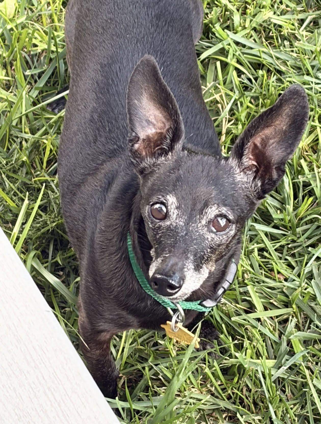 Buddy, Adopted, Senior Male Chiweenie.