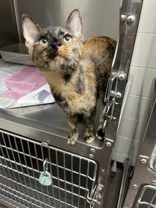 Enlarge Marlowe, a Adoptable mixed breed in Louisburg, NC image 1/1