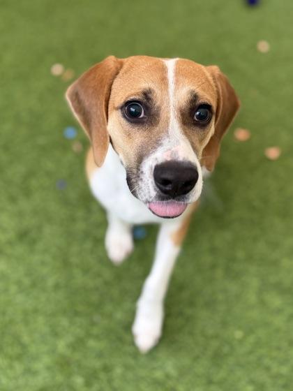 Enlarge Clyde, a Adoptable mixed breed in Picayune, MS image 1/3