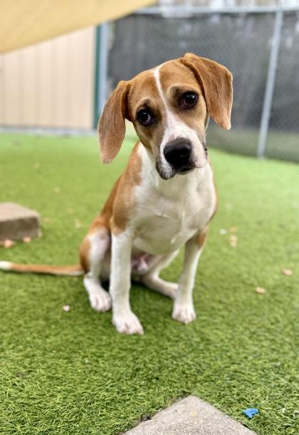 Enlarge Clyde, a Adoptable mixed breed in Picayune, MS image 2/3