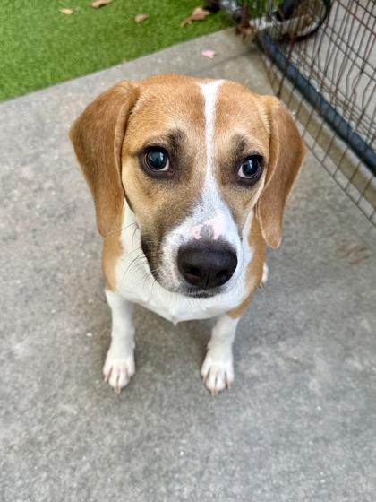 Enlarge Clyde, a Adoptable mixed breed in Picayune, MS image 3/3