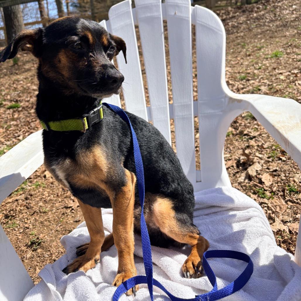 Enlarge Mr Mister, a Adoptable Mixed Breed in West Chester, PA image 1/6