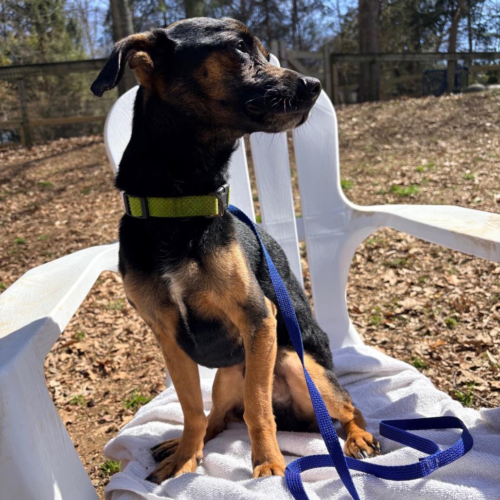 Enlarge Mr Mister, a Adoptable Mixed Breed in West Chester, PA image 2/6