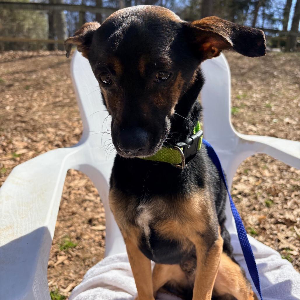 Enlarge Mr Mister, a Adoptable Mixed Breed in West Chester, PA image 3/6