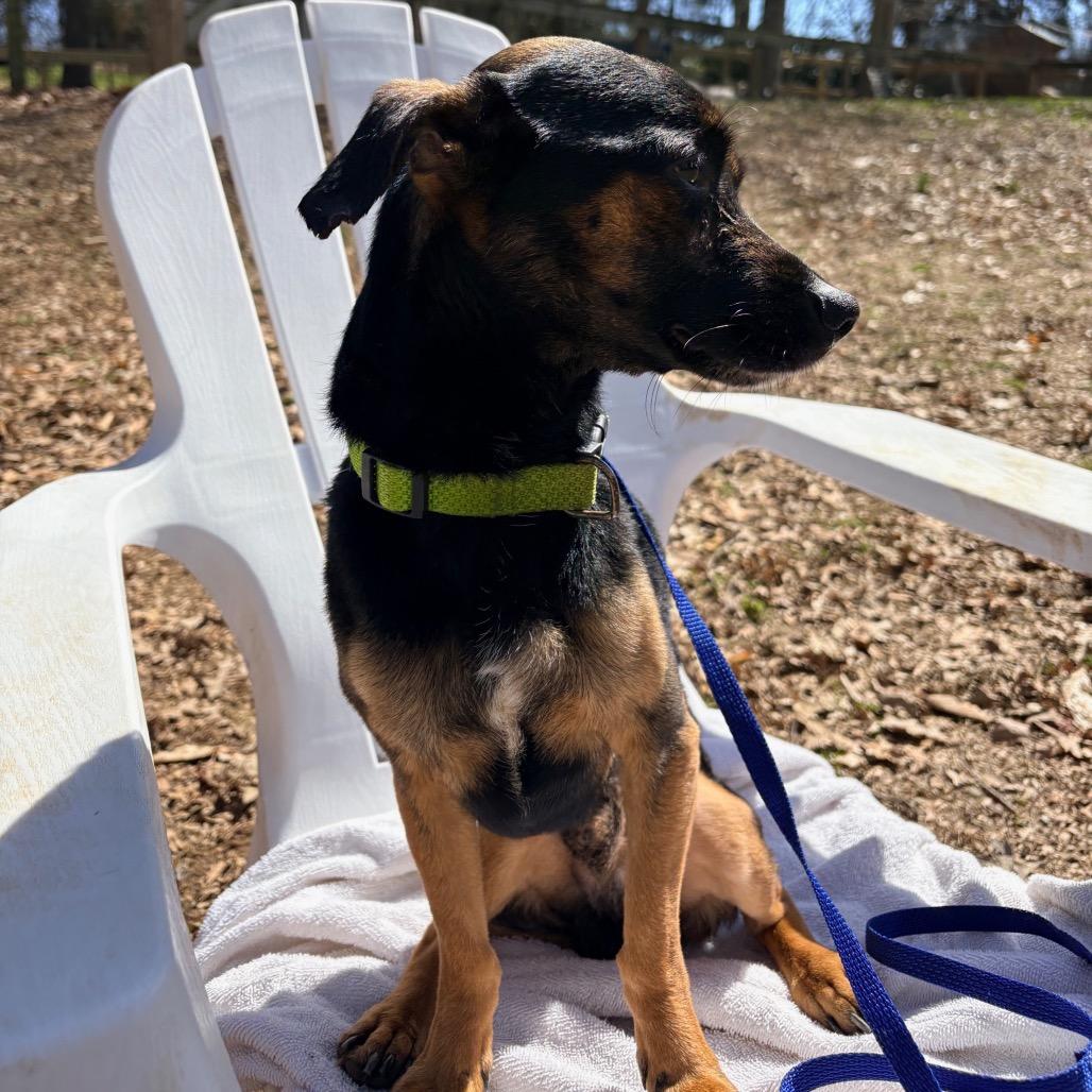 Enlarge Mr Mister, a Adoptable Mixed Breed in West Chester, PA image 4/6