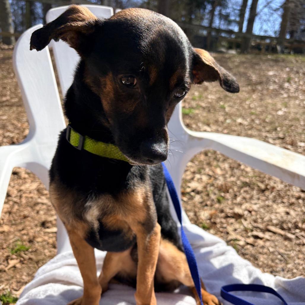 Enlarge Mr Mister, a Adoptable Mixed Breed in West Chester, PA image 5/6