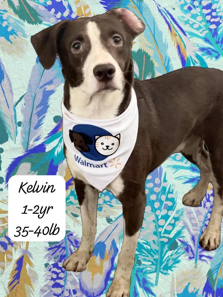 Kelvin 1