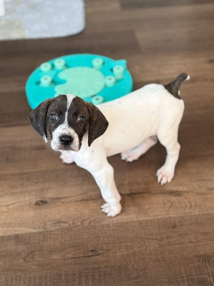 Yarrow , an adopted mixed breed in HONEY BROOK, PA image 1/5