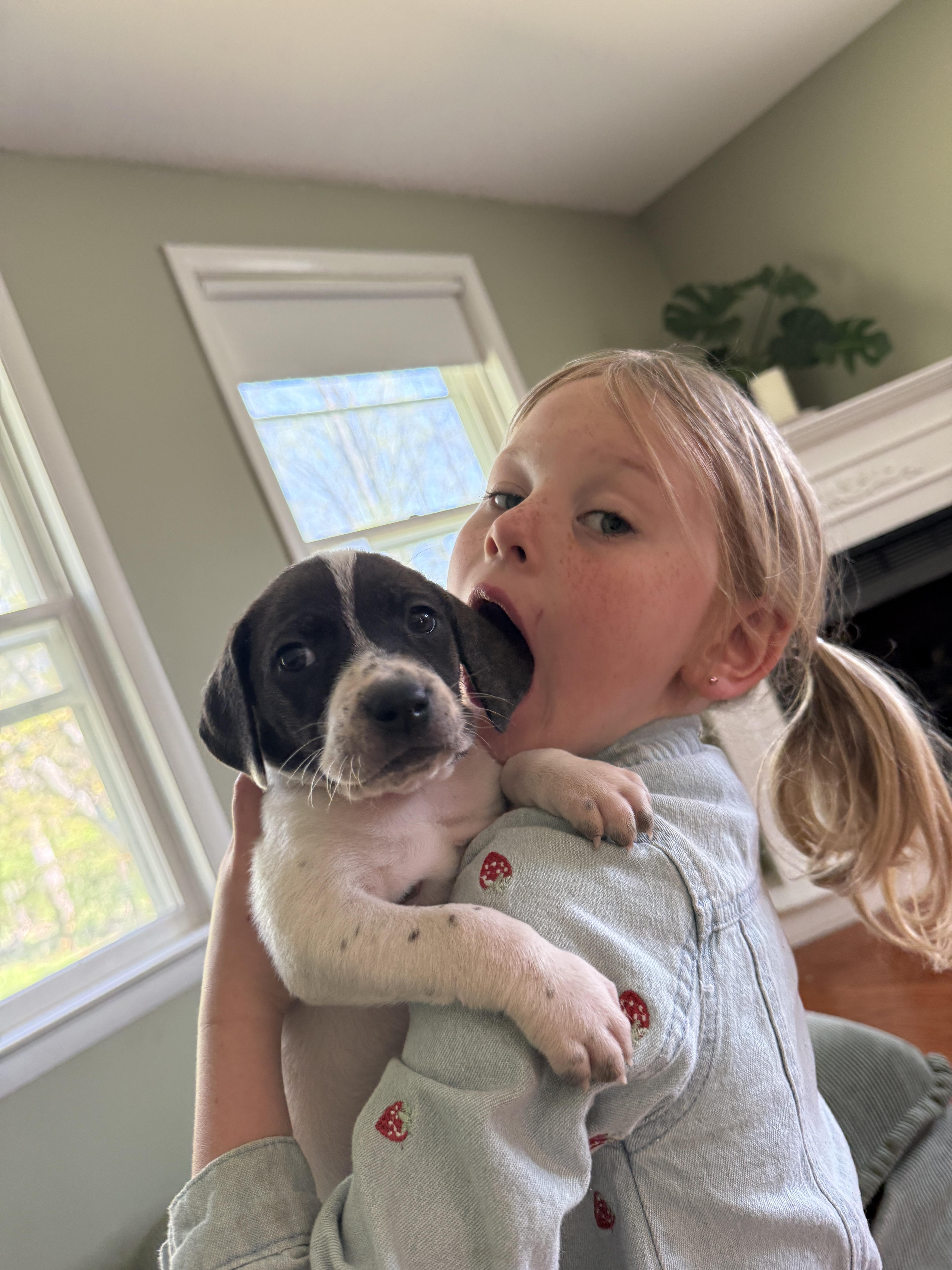 Enlarge Yarrow , a ADOPTABLE mixed breed in HONEY BROOK, PA image 4/6