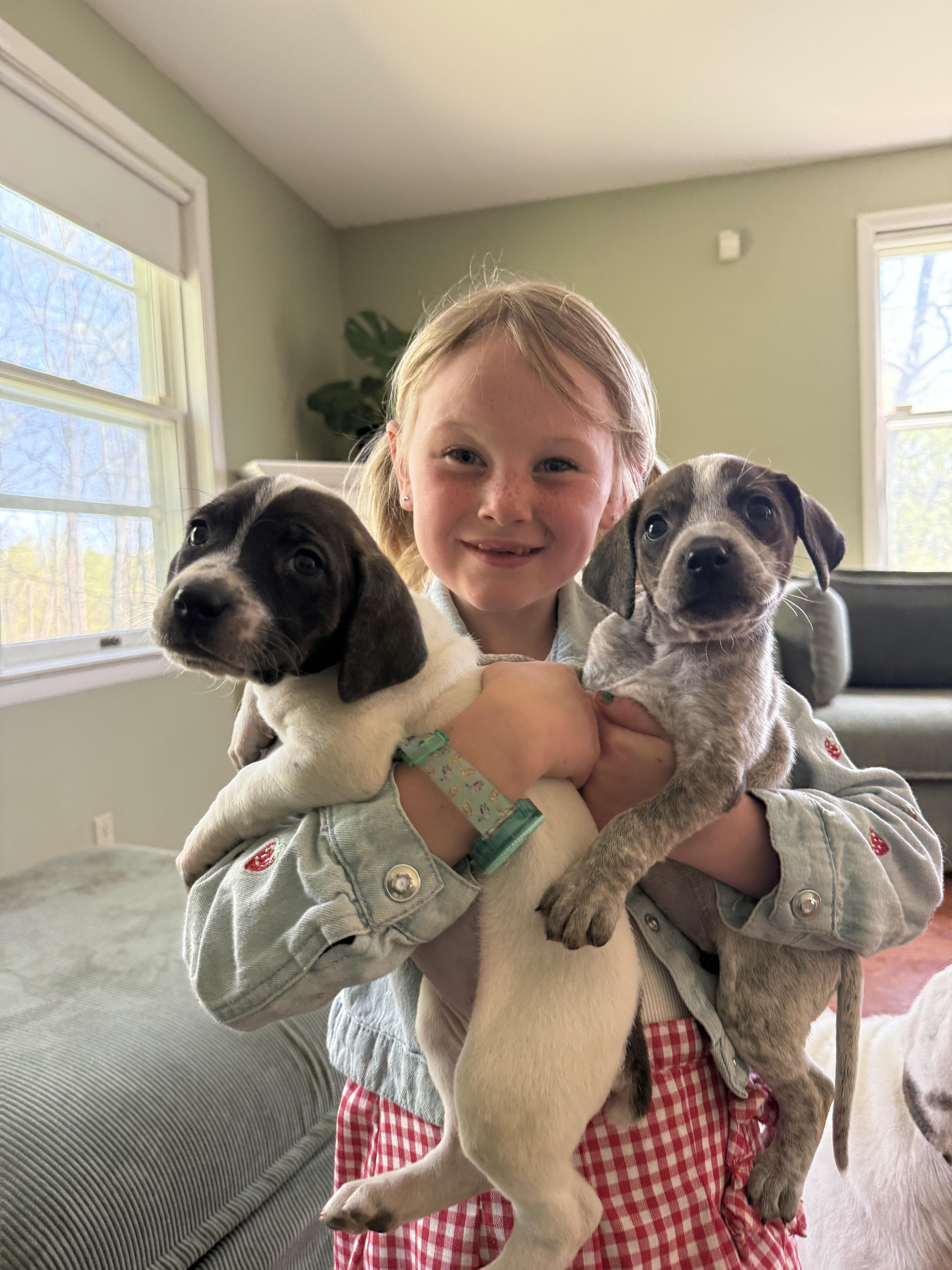 Enlarge Yarrow , a ADOPTABLE mixed breed in HONEY BROOK, PA image 2/6