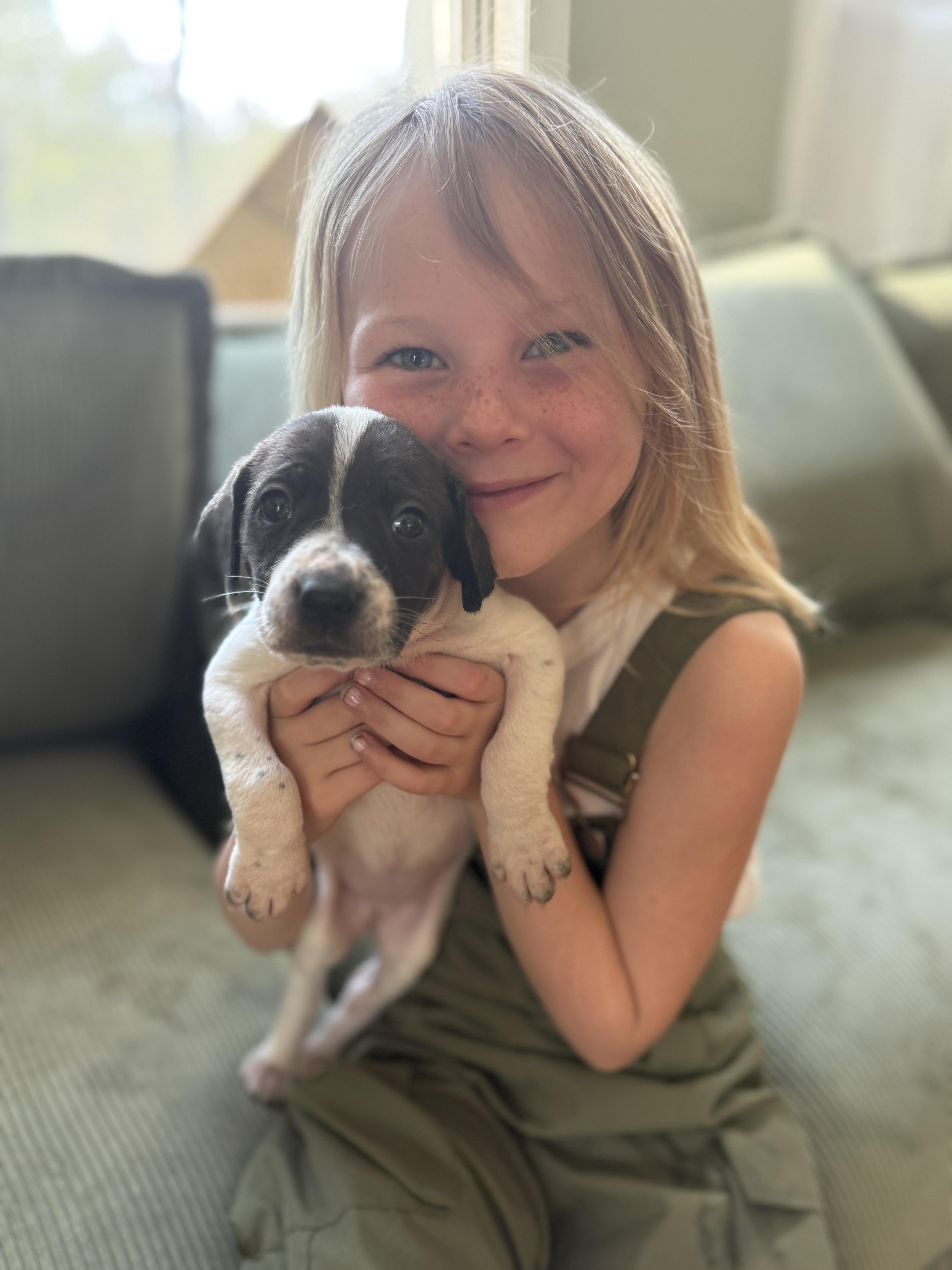 Yarrow , ADOPTABLE, Puppy Female English Coonhound.