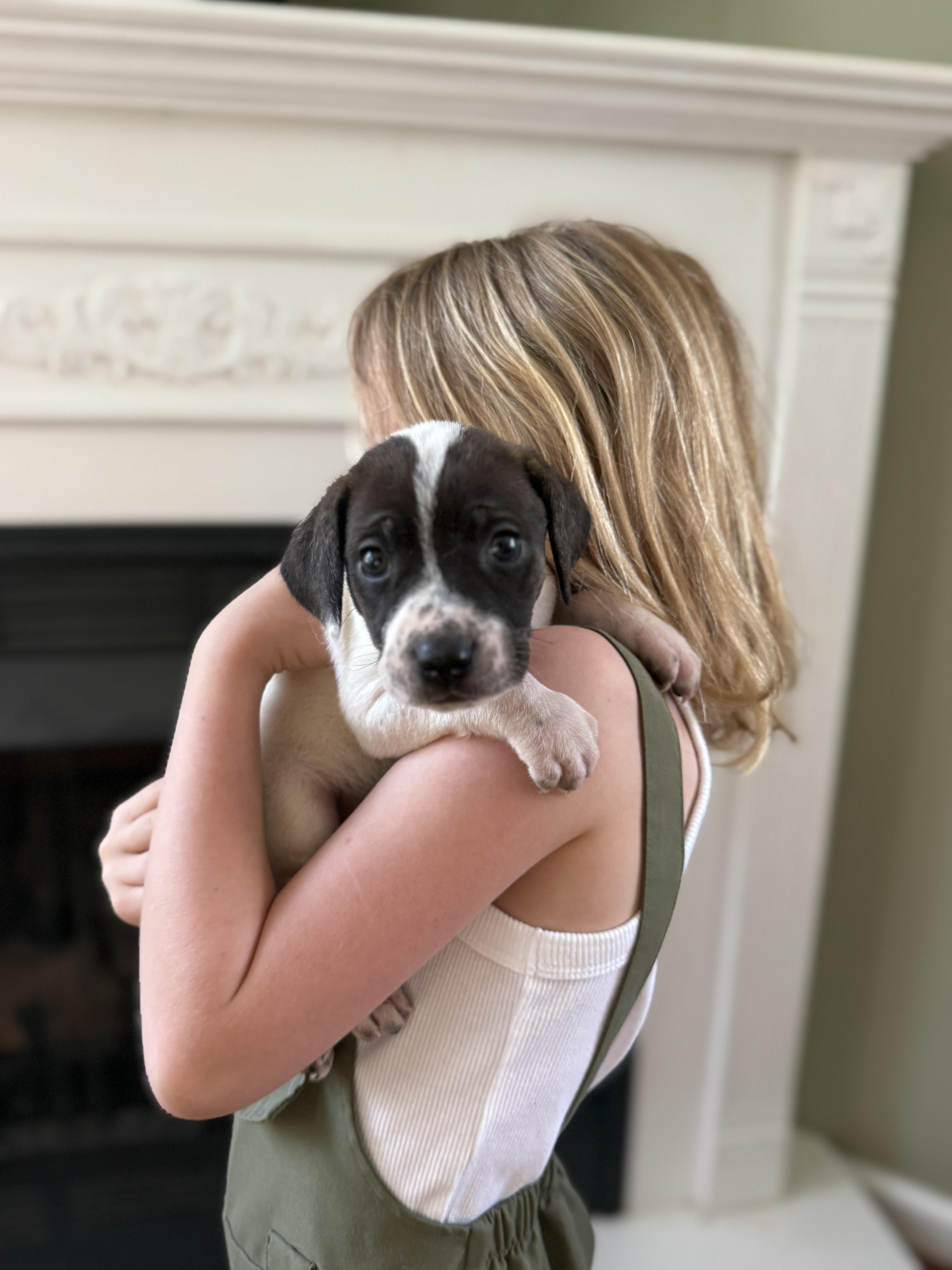 Enlarge Yarrow , a ADOPTABLE mixed breed in HONEY BROOK, PA image 6/6