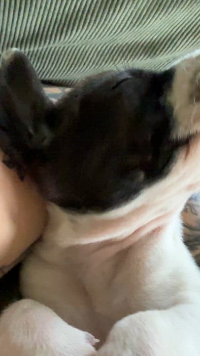 Enlarge Yarrow , a ADOPTABLE mixed breed in HONEY BROOK, PA video 5/6