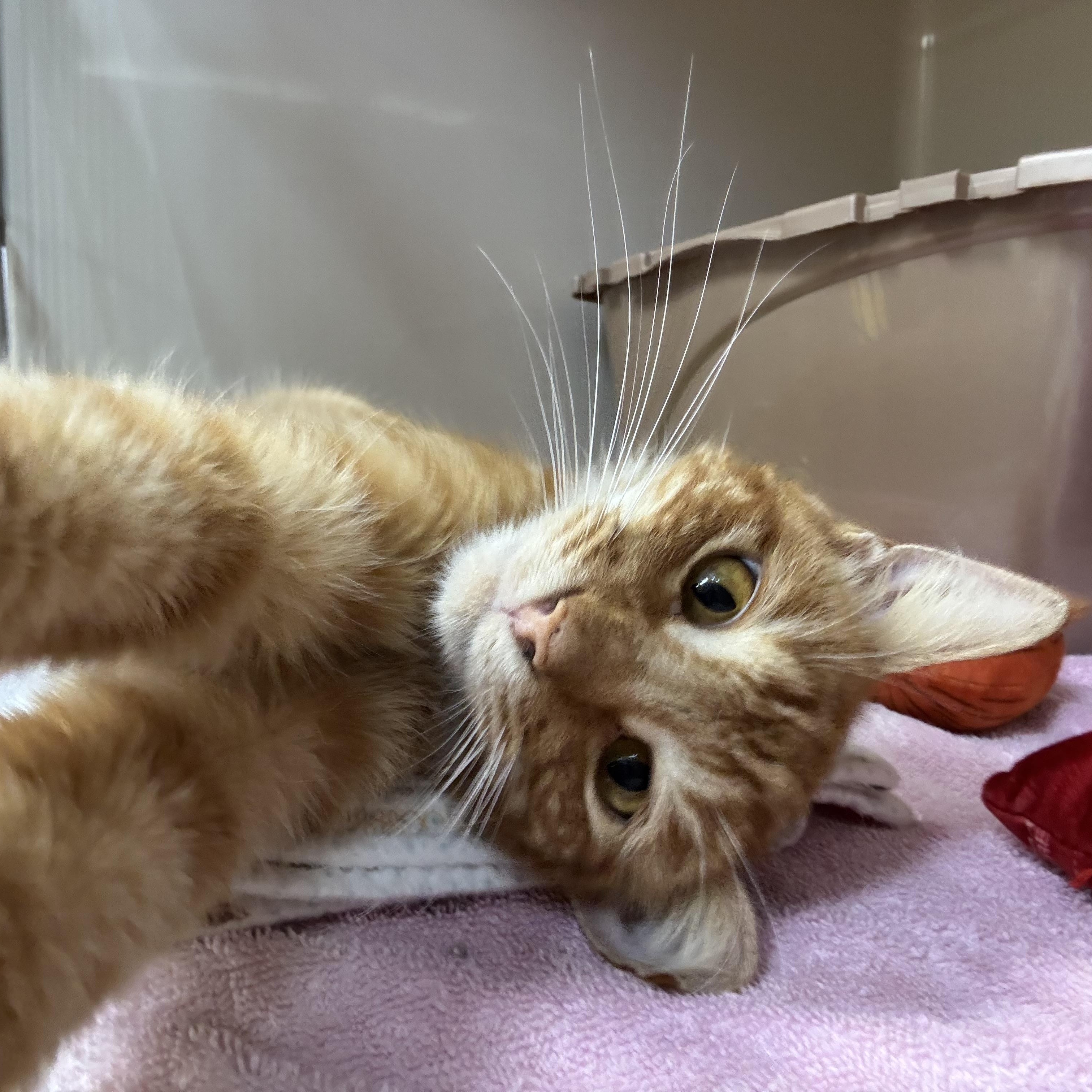 Enlarge Dawson, a Adoptable Domestic Short Hair in Tomah, WI image 3/4