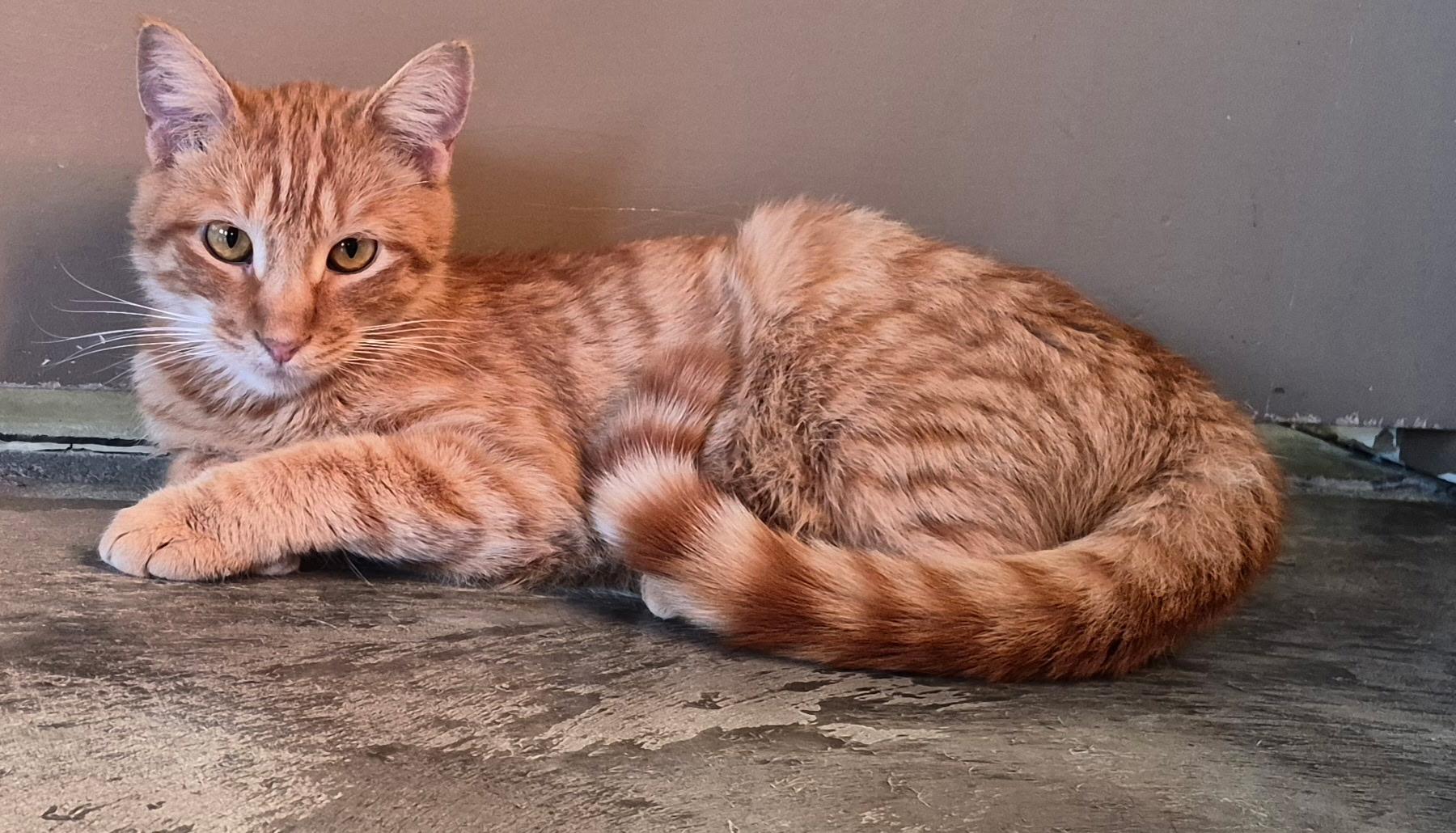 Enlarge Dawson, a Adoptable Domestic Short Hair in Tomah, WI image 2/4