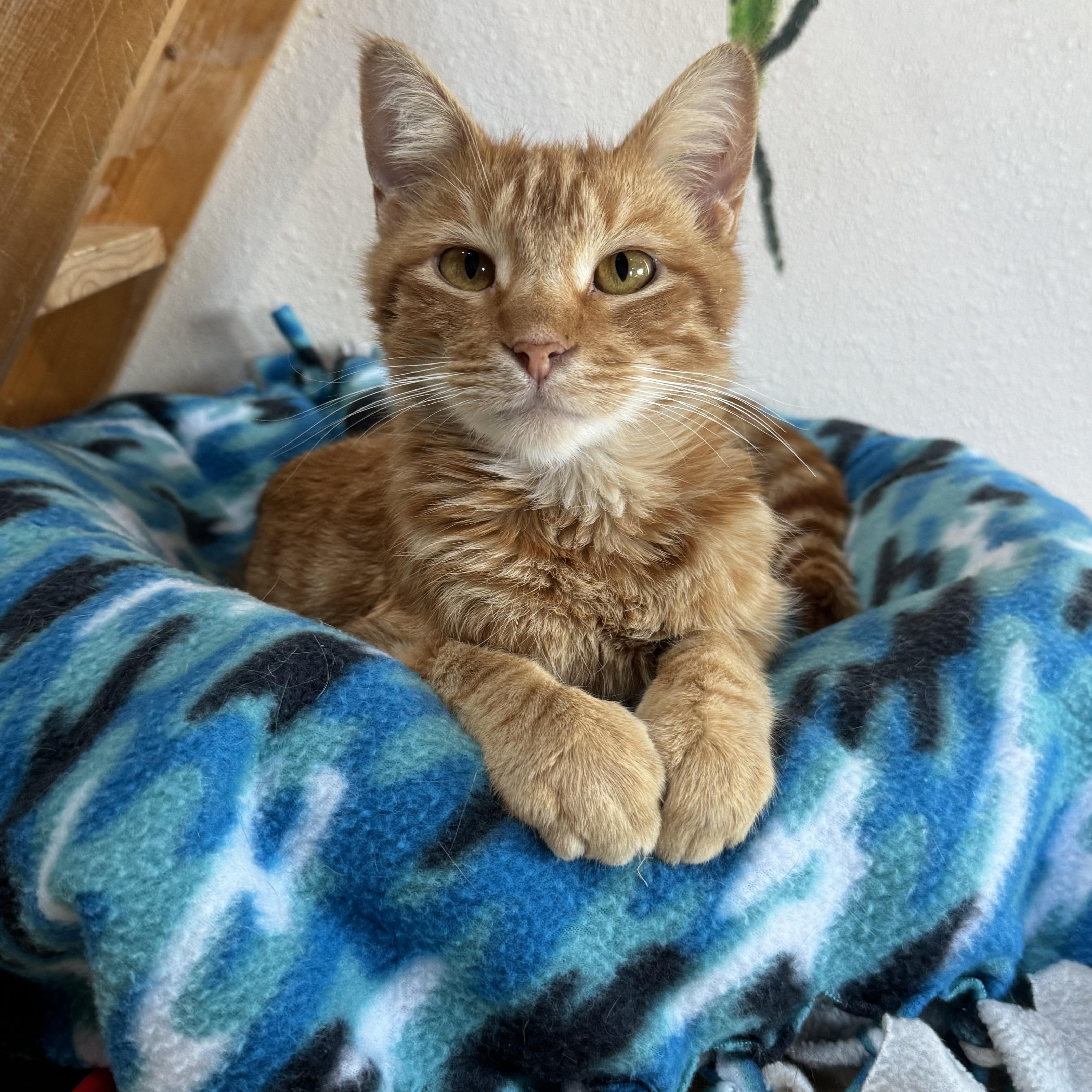 Dawson, Adoptable, Adult Male Domestic Short Hair.