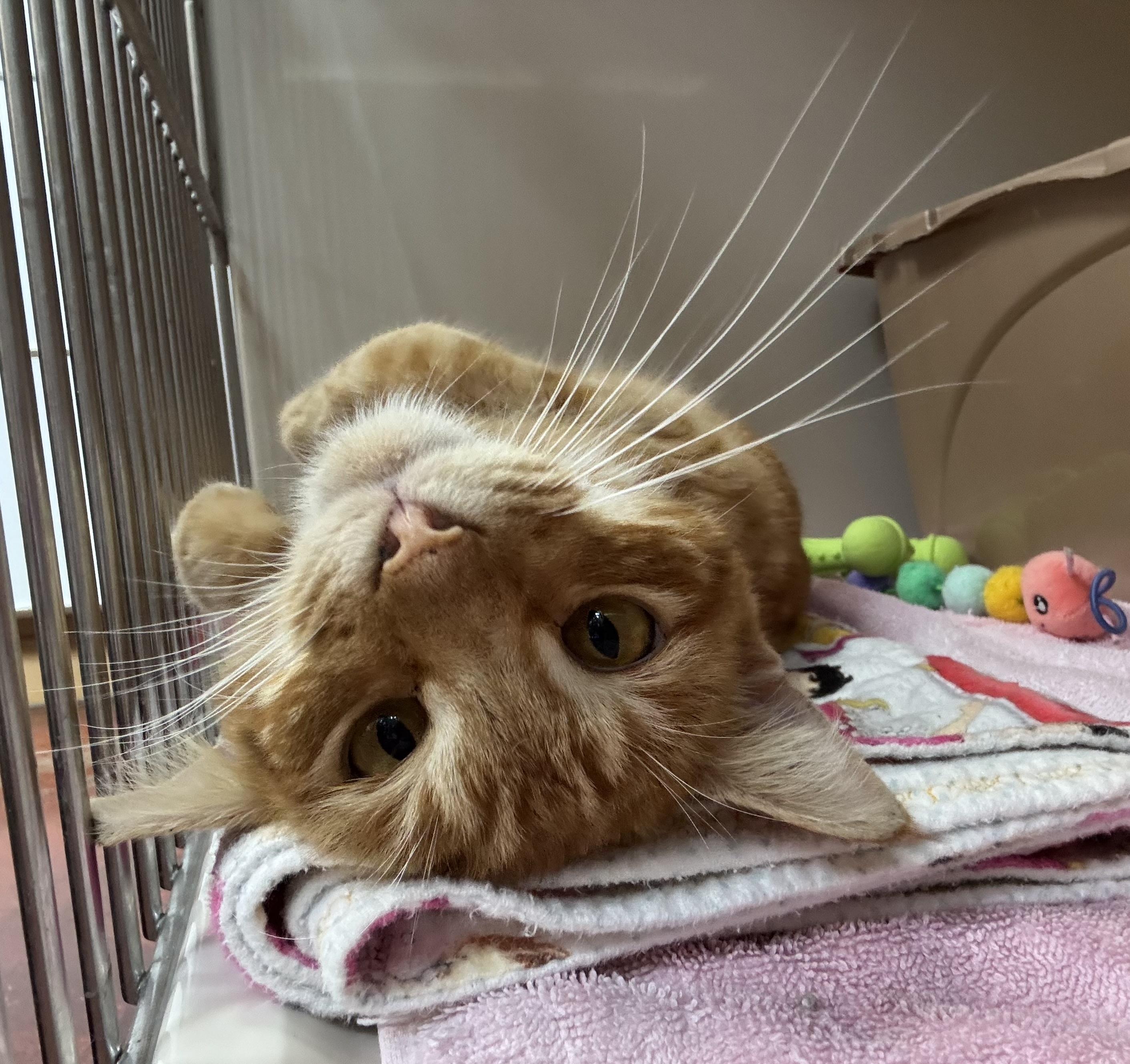 Enlarge Dawson, a Adoptable Domestic Short Hair in Tomah, WI image 4/4