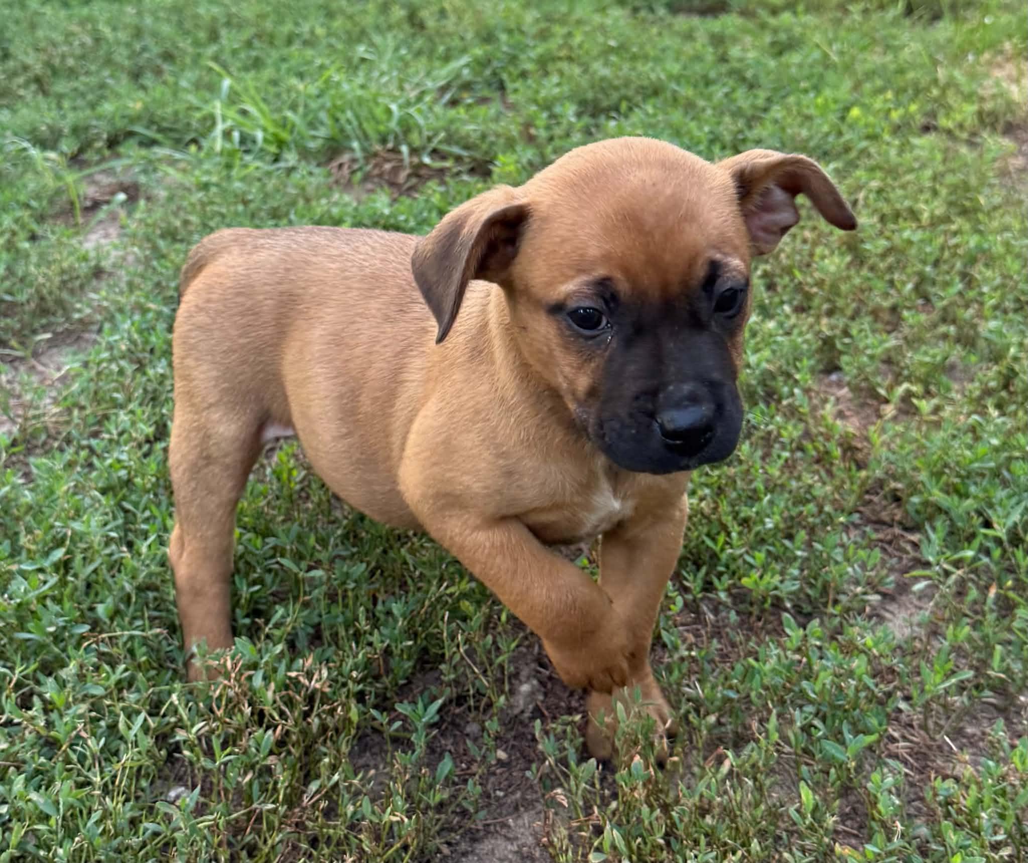 Enlarge Sadie, a ADOPTABLE mixed breed in North Freedom, WI image 5/6