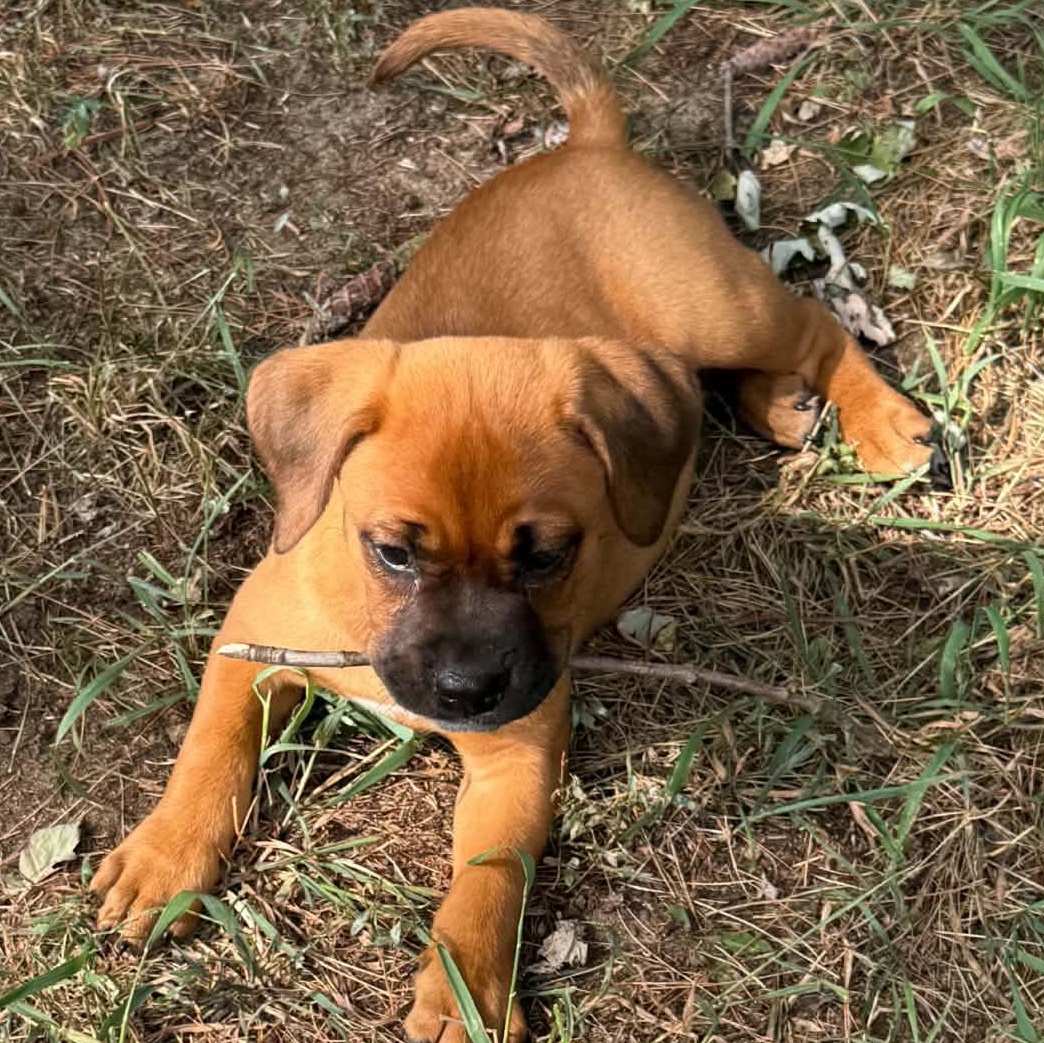 Enlarge Sadie, a ADOPTABLE mixed breed in North Freedom, WI image 4/6