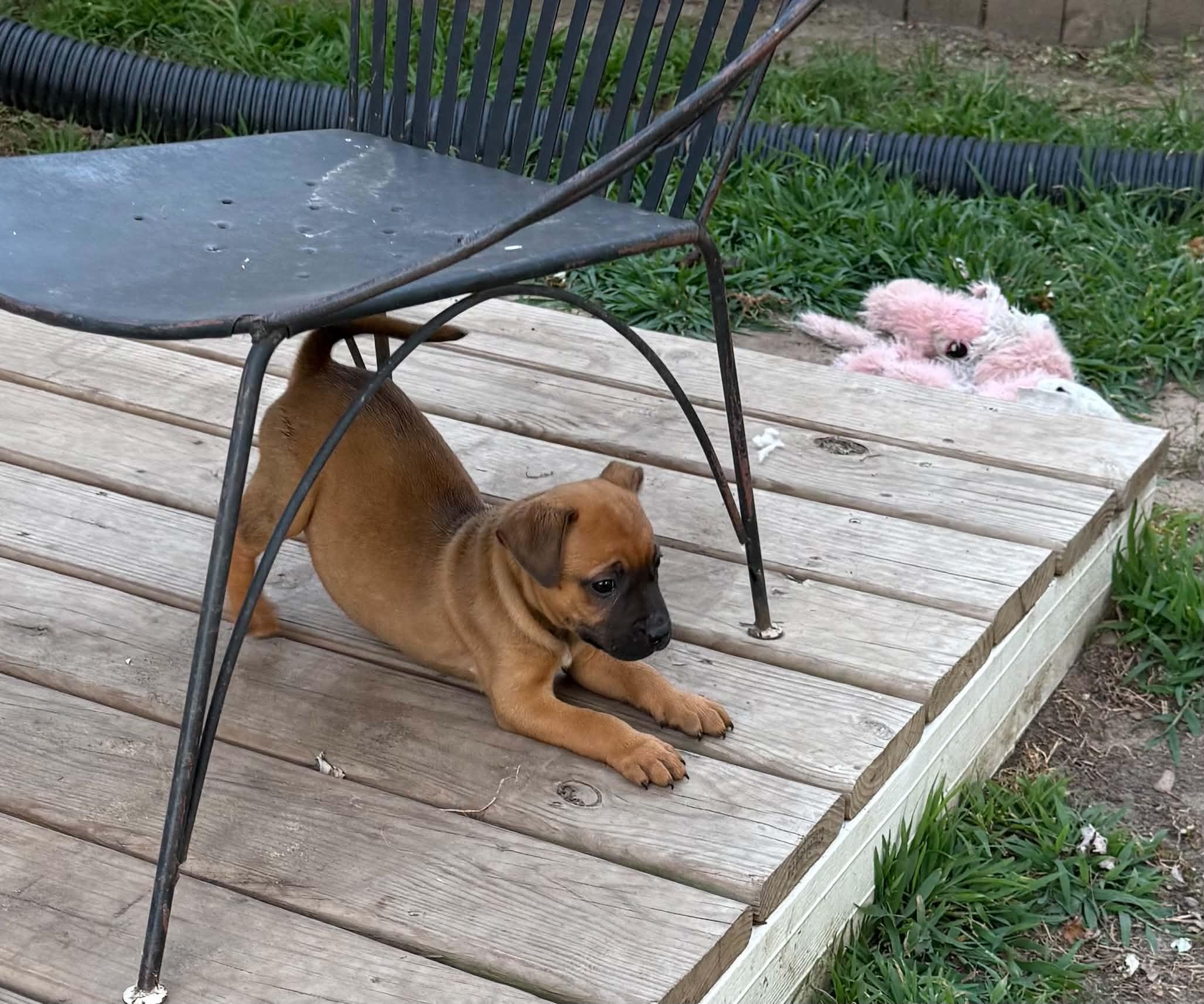 Enlarge Sadie, a ADOPTABLE mixed breed in North Freedom, WI image 6/6