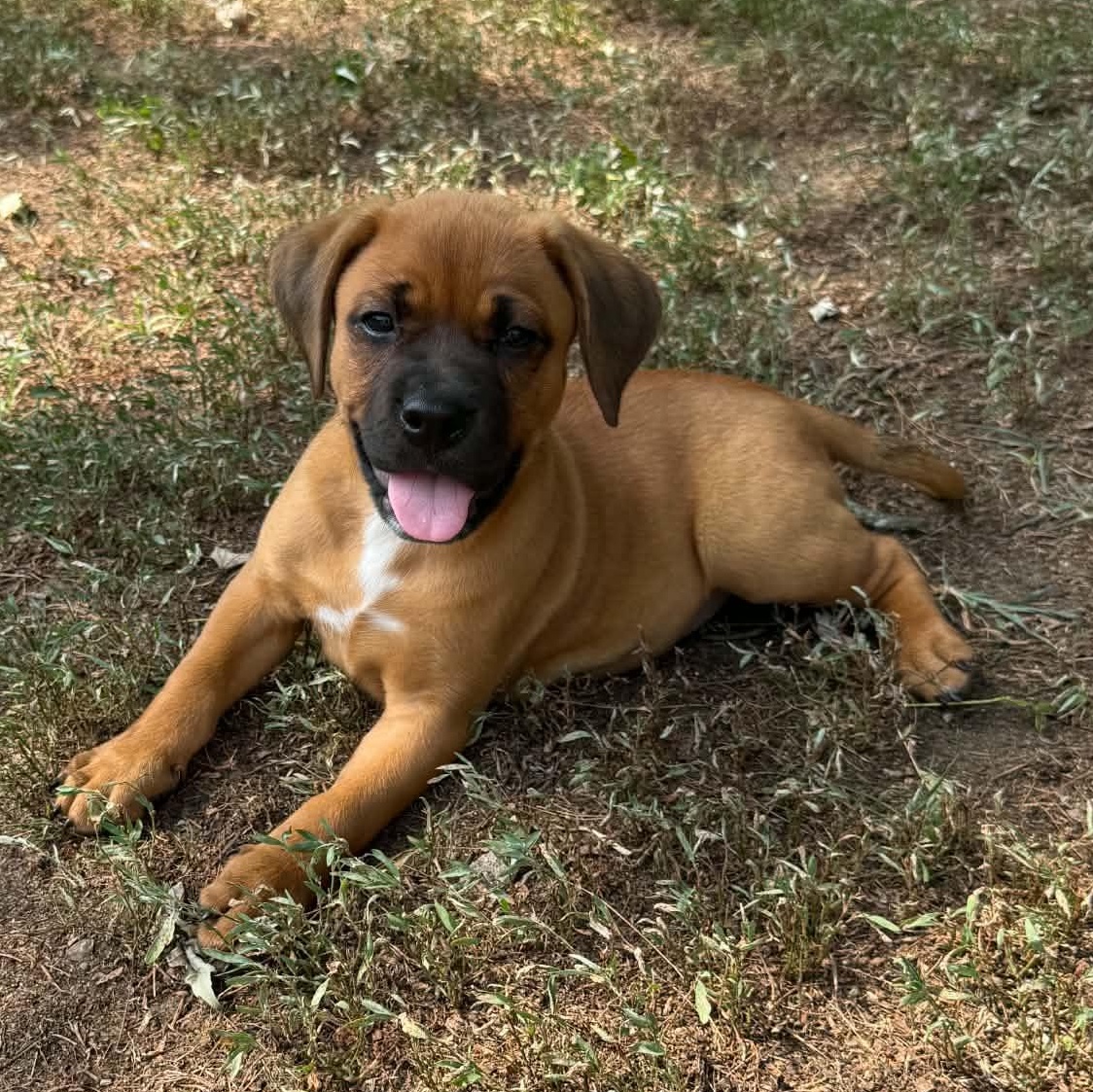 Sadie, ADOPTABLE, Puppy Female Boxer & Labrador Retriever.