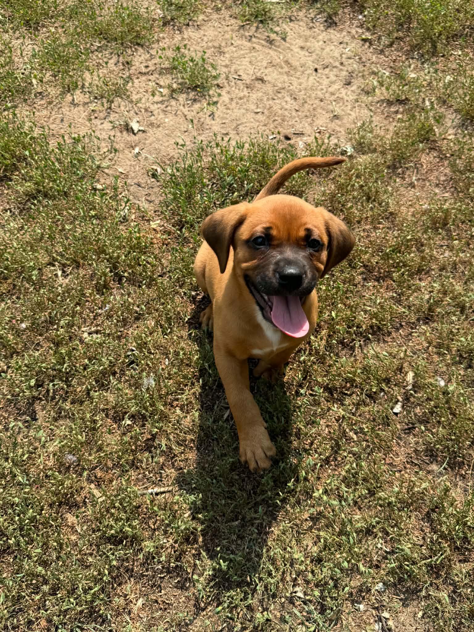 Enlarge Sadie, a ADOPTABLE mixed breed in North Freedom, WI image 2/6
