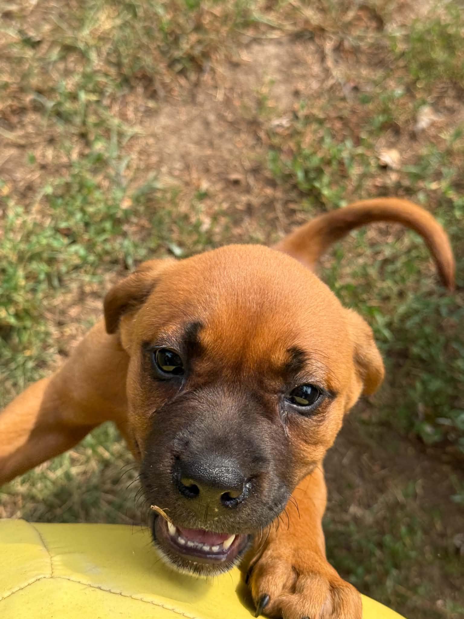 Enlarge Sadie, a ADOPTABLE mixed breed in North Freedom, WI image 3/6