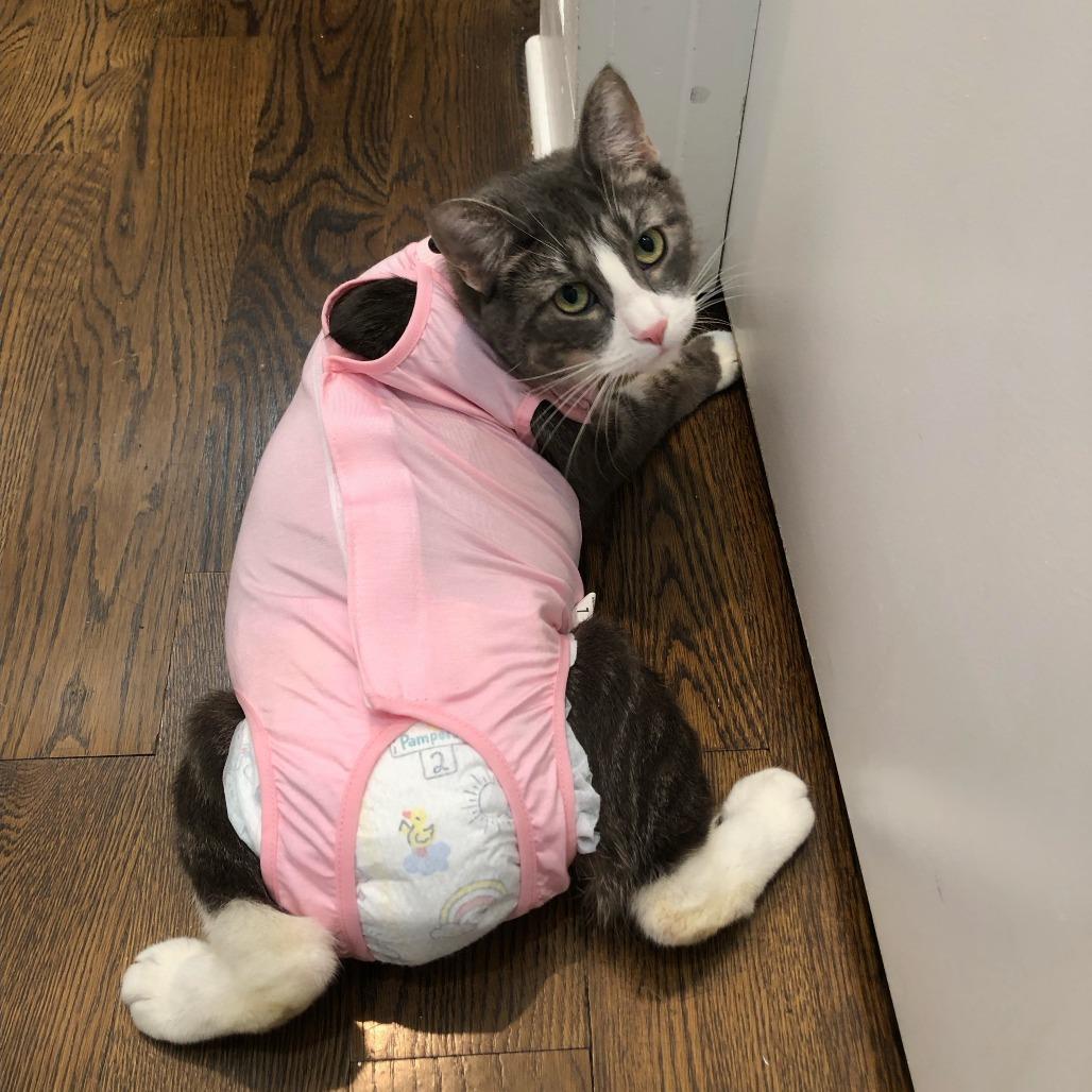 Puddles, a Adoptable Domestic Short Hair in Middle Village, NY image 1/6