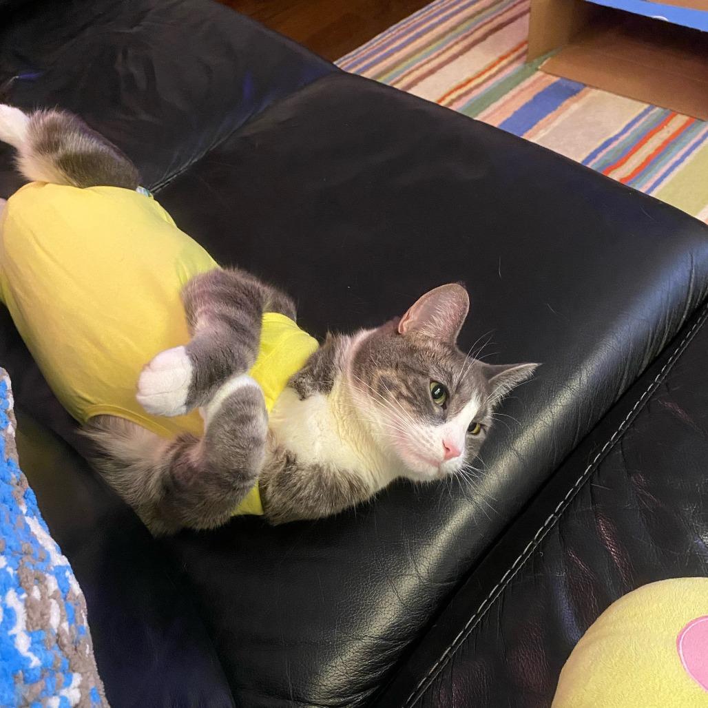 Puddles, a Adoptable Domestic Short Hair in Middle Village, NY image 2/6