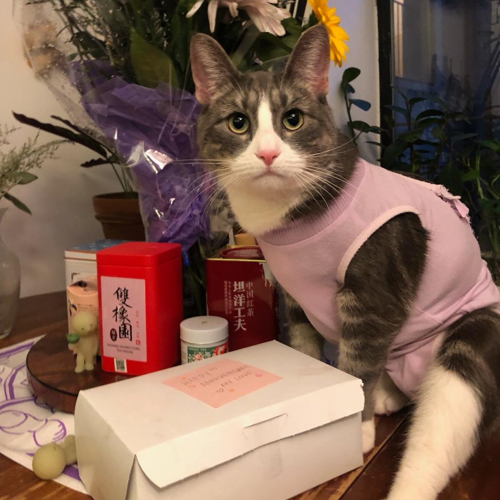 Puddles, a Adoptable Domestic Short Hair in Middle Village, NY image 3/6