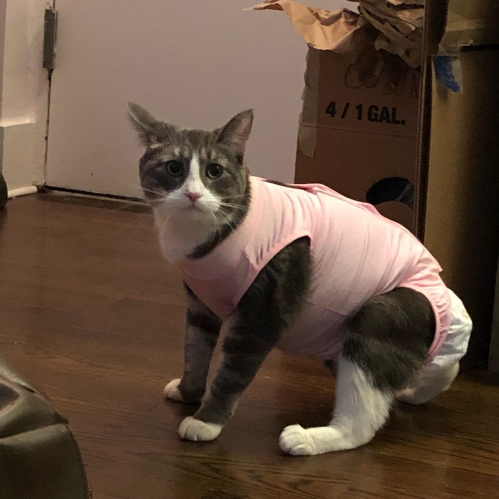 Puddles, a Adoptable Domestic Short Hair in Middle Village, NY image 4/6