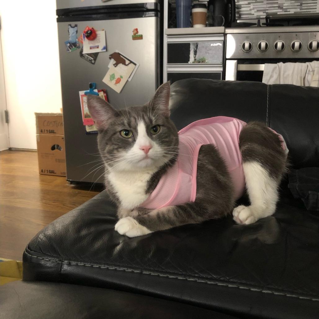 Puddles, a Adoptable Domestic Short Hair in Middle Village, NY image 5/6