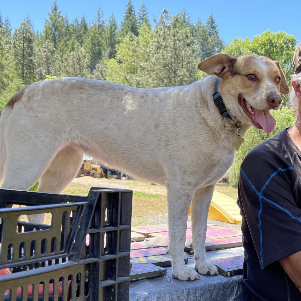 Enlarge CINNAMON, a Adoptable mixed breed in Point Richmond, CA image 1/5