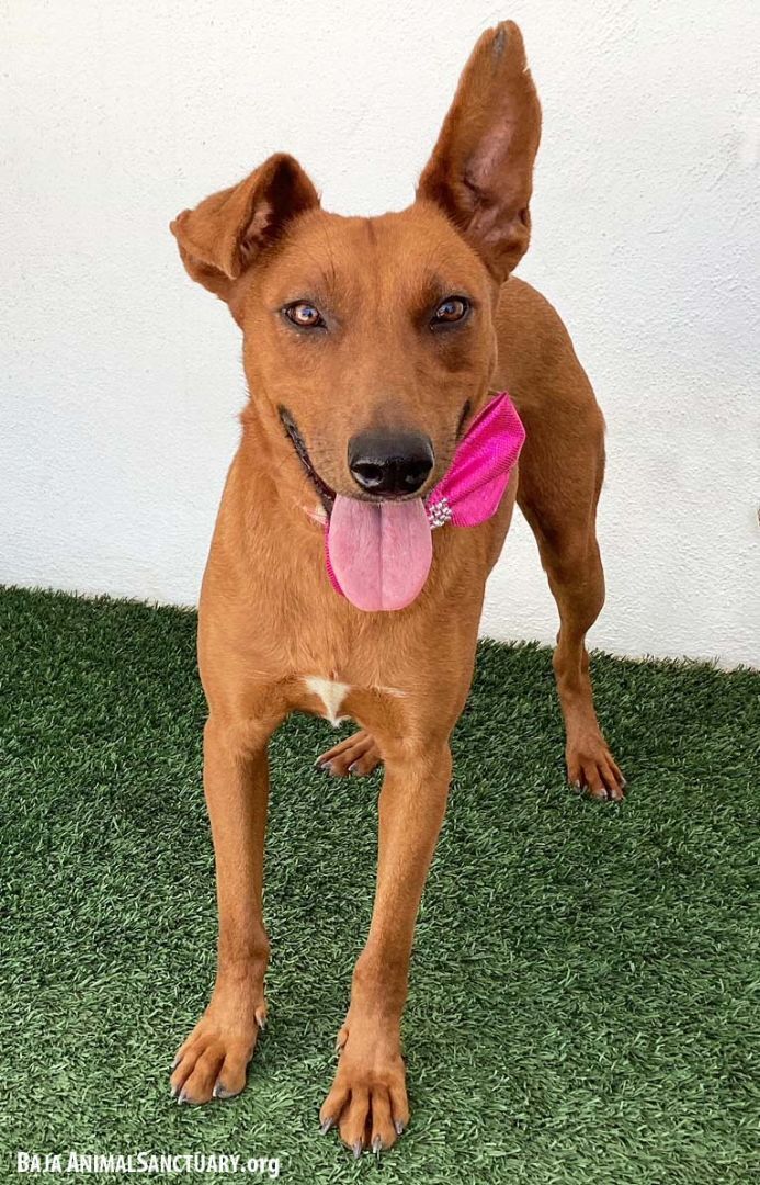 Enlarge Hillary, a Adoptable mixed breed in San Diego, CA image 2/3