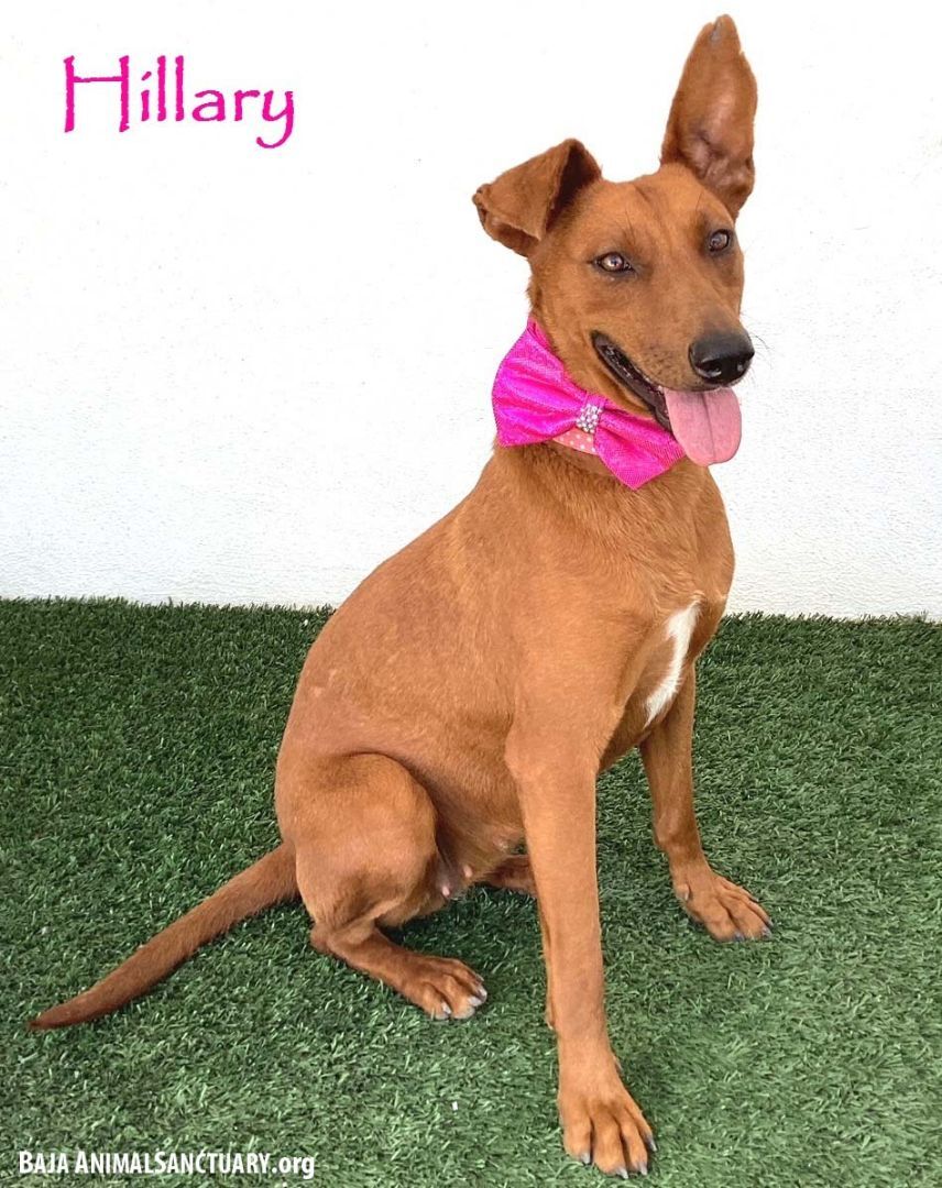 Enlarge Hillary, a Adoptable mixed breed in San Diego, CA image 1/3