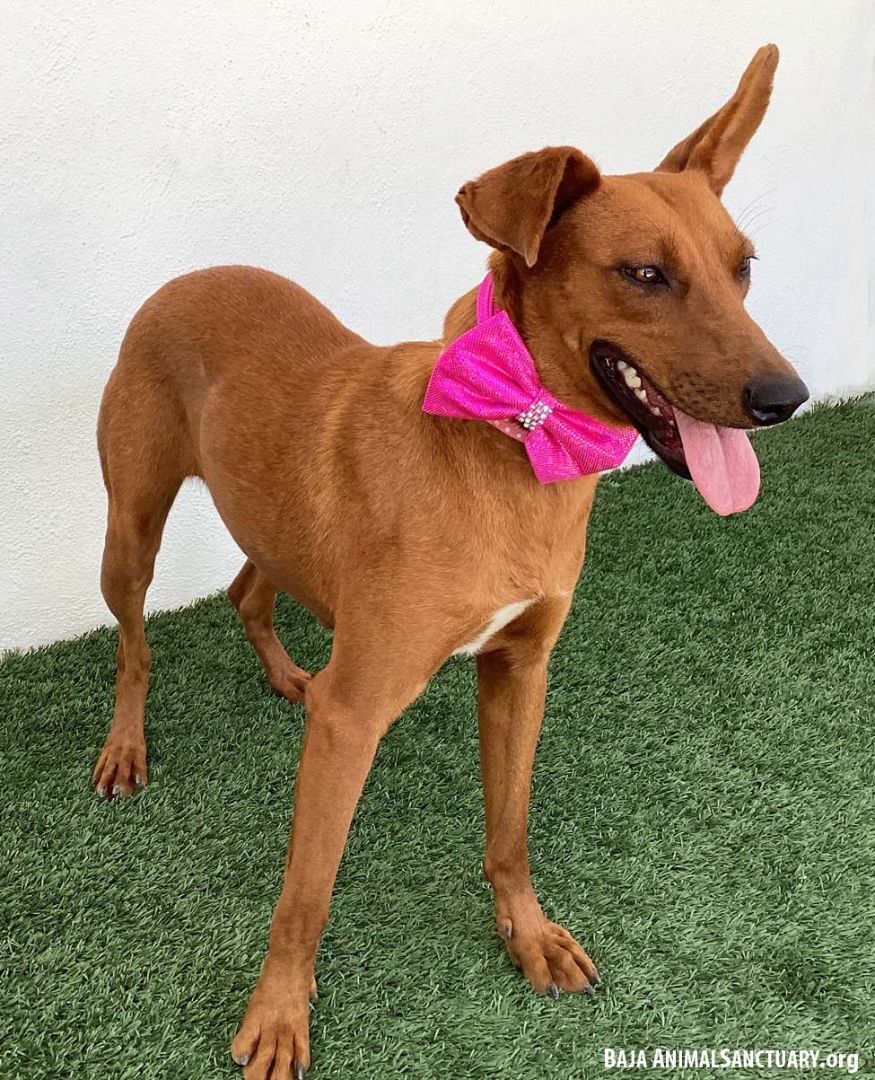 Enlarge Hillary, a Adoptable mixed breed in San Diego, CA image 3/3