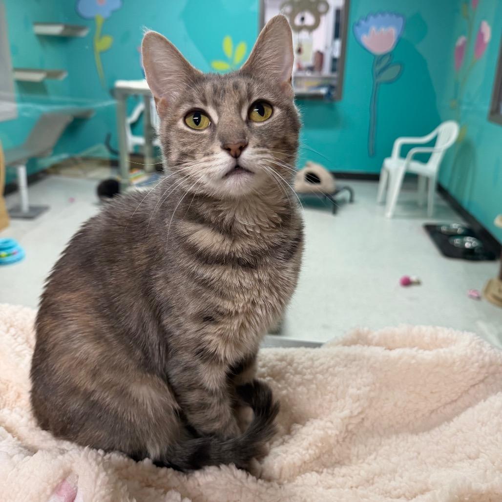 Macy, Adoptable, Adult Female Domestic Short Hair & Domestic Short Hair.