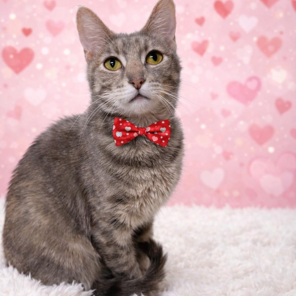 Macy — thumbnail 2