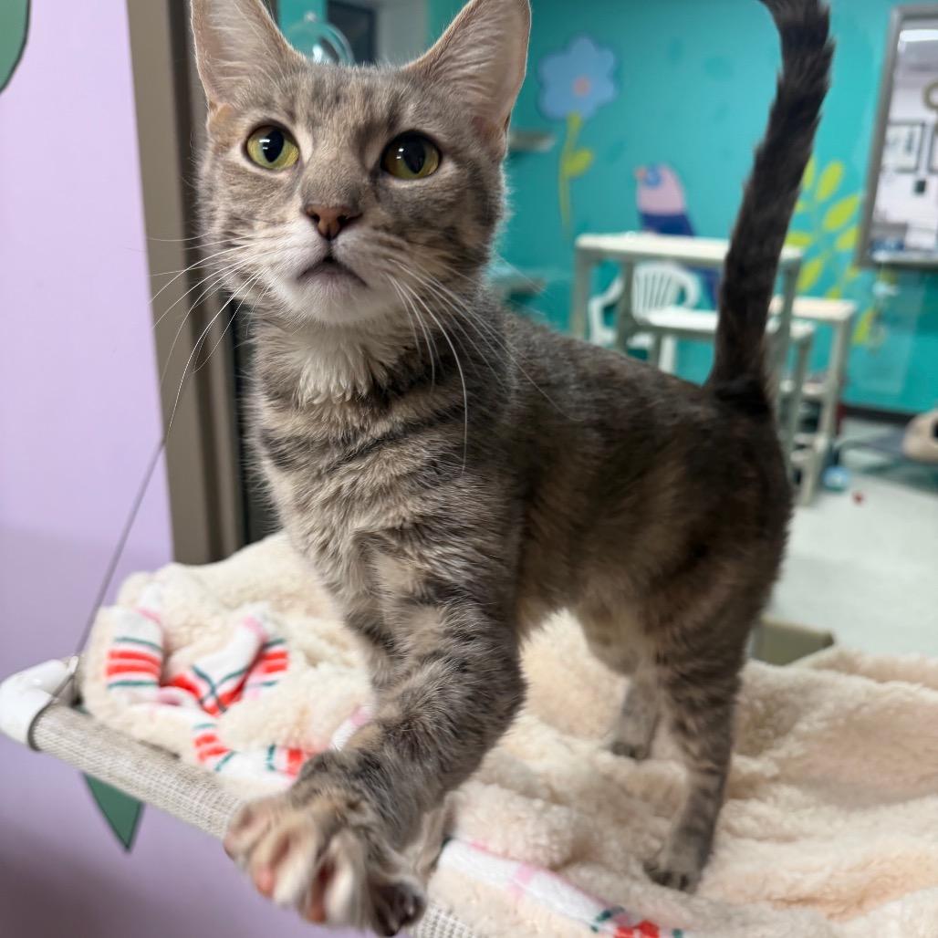 Macy, a Adoptable mixed breed in Binghamton, NY image 3/6