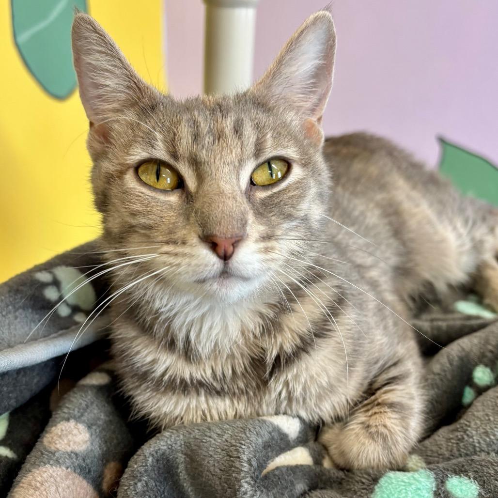 Macy, a Adoptable mixed breed in Binghamton, NY image 5/6