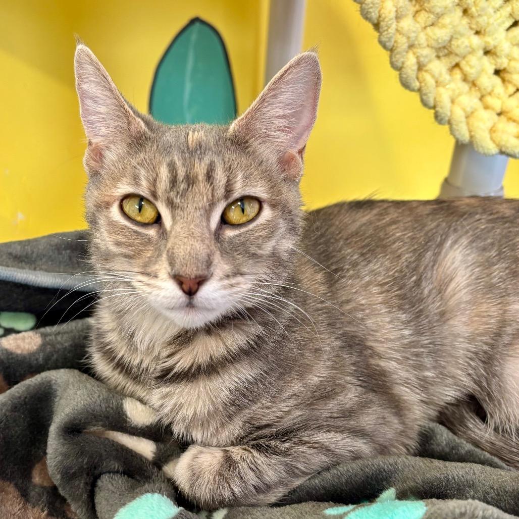 Macy — thumbnail 6