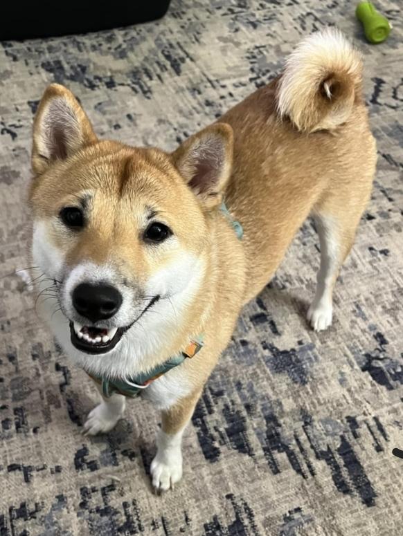 Foxy, ADOPTABLE, Puppy Female Shiba Inu.