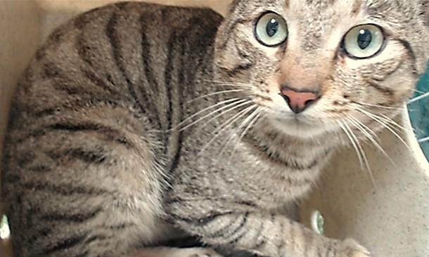 KALINE, Adoptable, Adult Male Domestic Short Hair.
