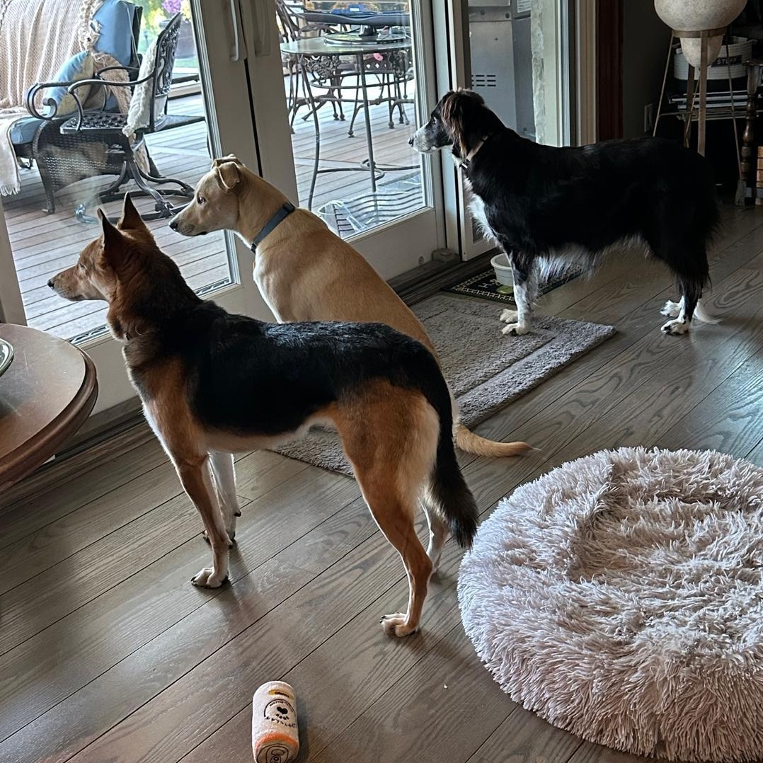 Izzy, Adopted, Adult Female German Shepherd Dog & Saluki.